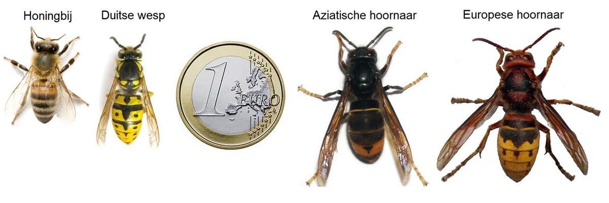 Vergelijking Aziatische hoornaar met inheemse insecten.