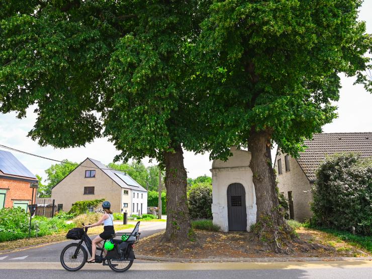 Houtig erfgoed - lindenbomen Drielindenstraat