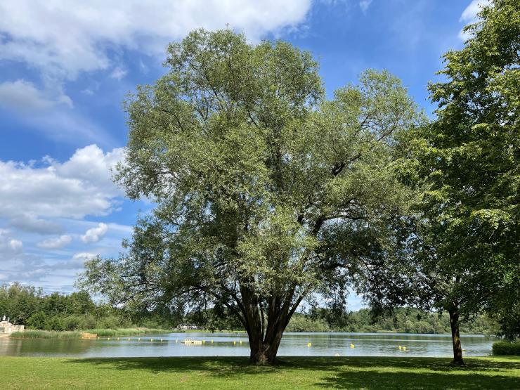 Wilg aan zwemzone 'de Plas'